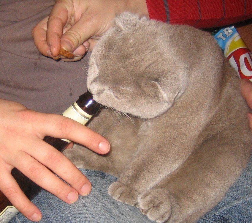 post-4947-1227464556_thumb.jpg